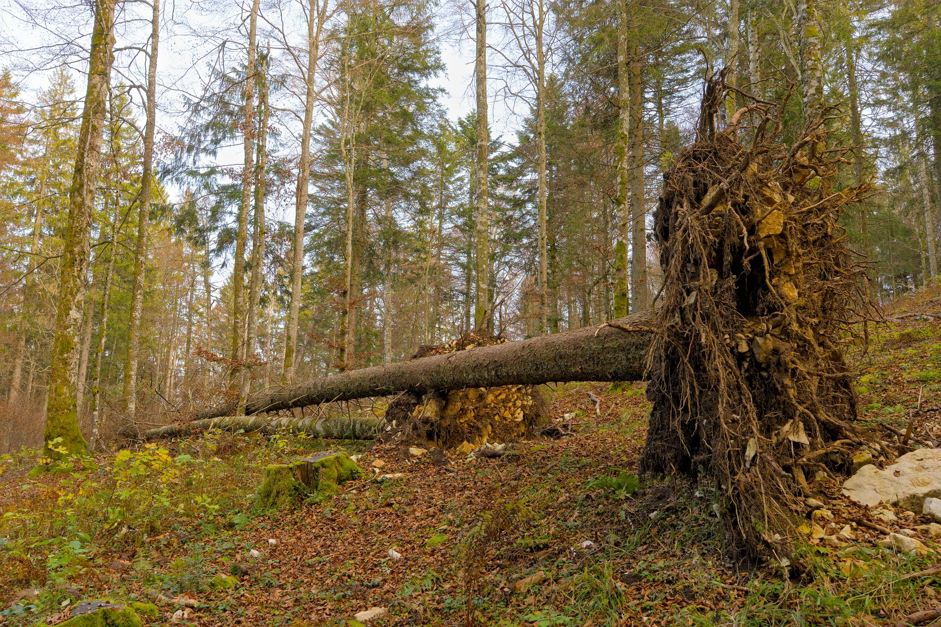 Enlèvement arbre urgence équipe à Mons-en-Barœul